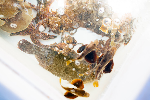 marinebio_soundwaters_jk_7709