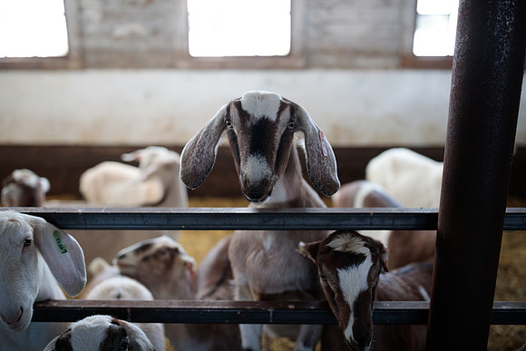 randolphvt1819_trip05_goatfarm_bdf_9585