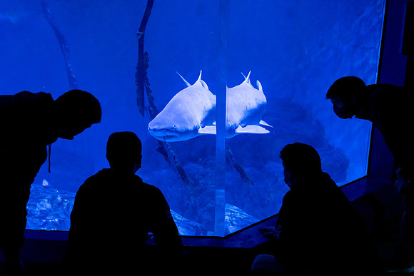 aquarium_us_ah_0025