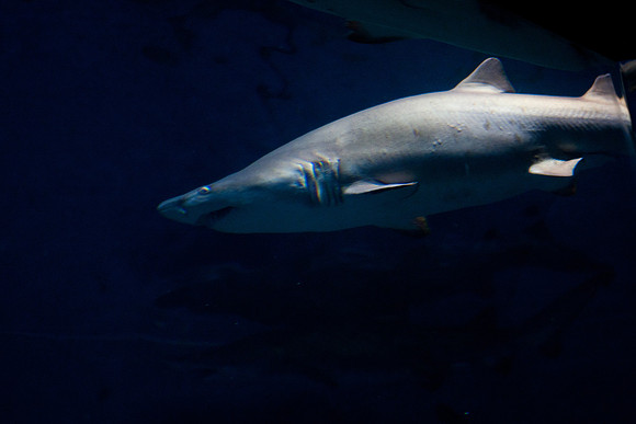 aquarium_ls_mkras_2252
