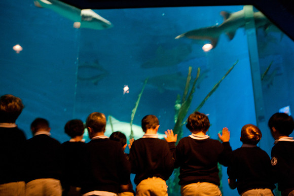 aquarium_ls_mkras_2302