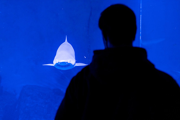 aquarium_us_ah_0024