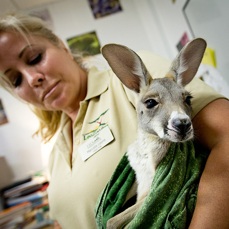 animals_us_1507