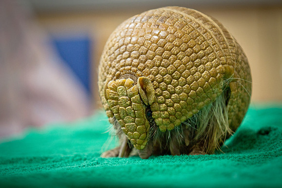 animals_us_1462