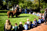 Alpacas, PS