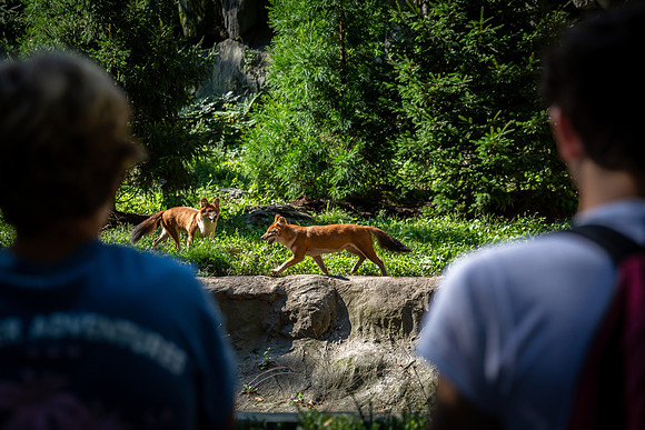 classtrip21_bronxzoo_gr9_jfess_9950