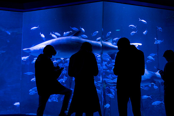 marinebio_aquarium_us_ah_0078