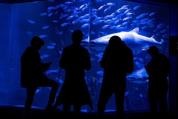 marinebio_aquarium_us_ah_0077