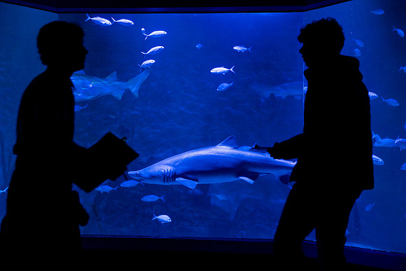 marinebio_aquarium_us_ah_0080