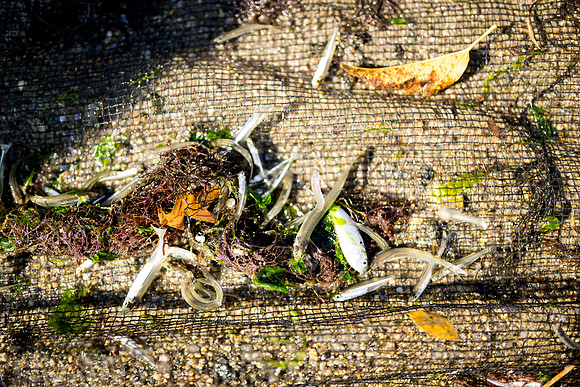 marinebio_soundwaters23_ah_0099
