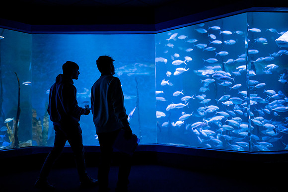 aquarium23_ah_0022