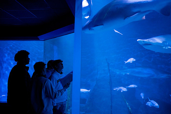aquarium23_ah_0024