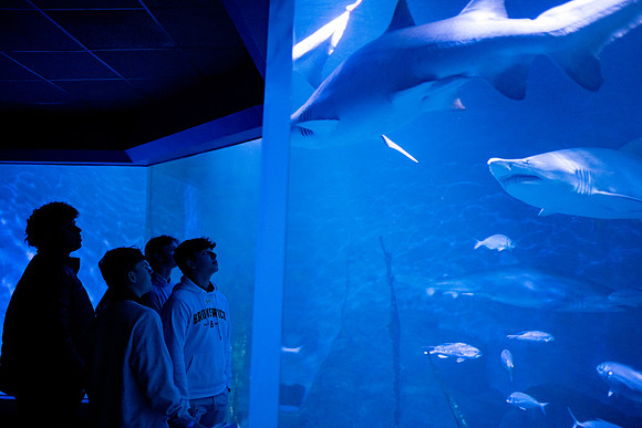 aquarium23_ah_0026
