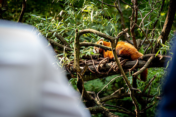 classtrip21_bronxzoo_gr9_jfess_9989