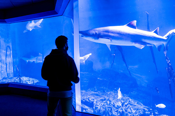 aquarium_us_ah_0019