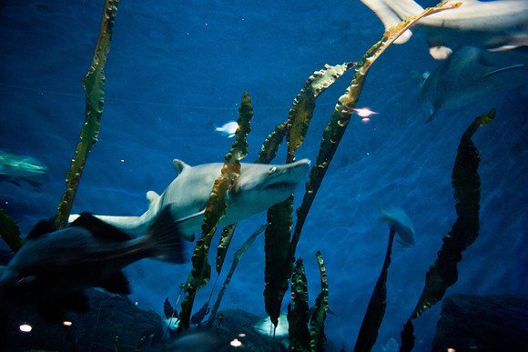 aquarium_ls_mkras_2274