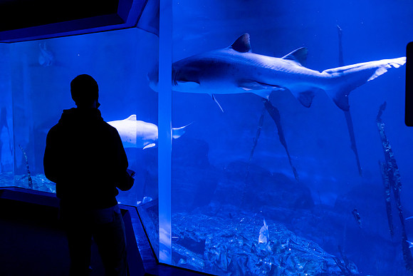 aquarium_us_ah_0020