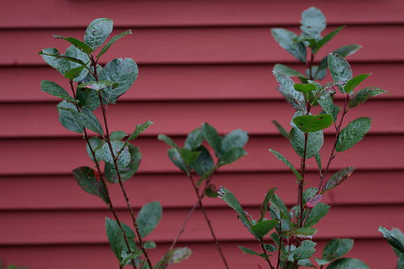 randolphvt1819_trip02_driftfarmstead_bdf_1424