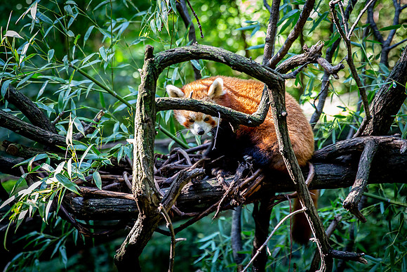 classtrip21_bronxzoo_gr9_jfess_9999
