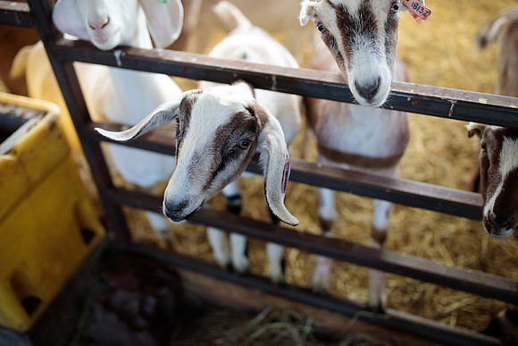 randolphvt1819_trip05_goatfarm_bdf_9577