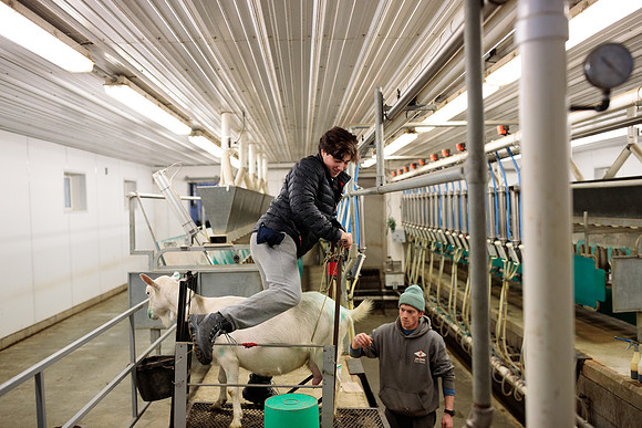 randolphvt1819_trip05_goatfarm_bdf_9364