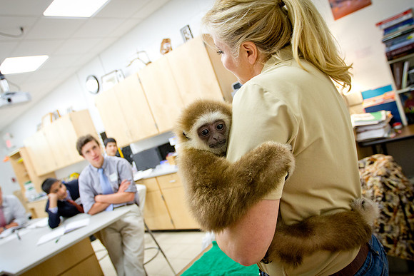 animals_us_1567