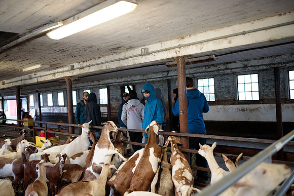 randolphvt1819_trip02_goatfarm_bdf_6211