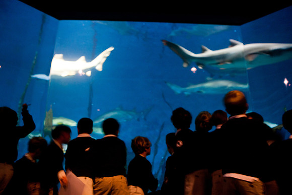aquarium_ls_mkras_2297