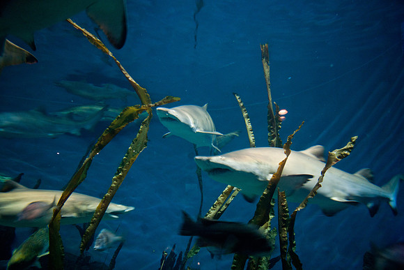 aquarium_ls_mkras_2269