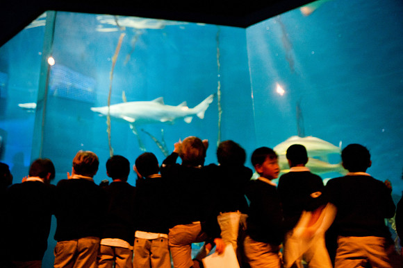 aquarium_ls_mkras_2300