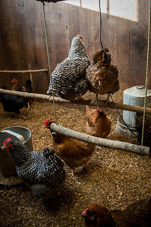randolphvt1920_trip06_chicken_jfess_3849