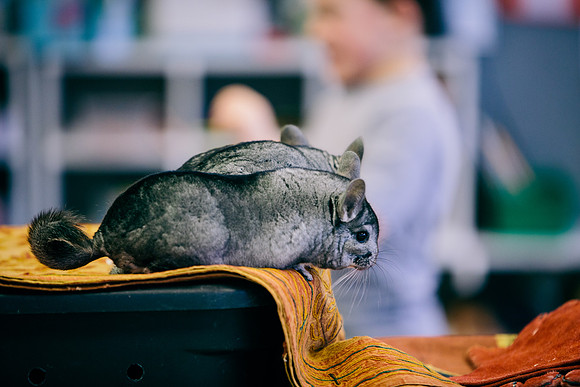 animals_ps_jkonczal_0854