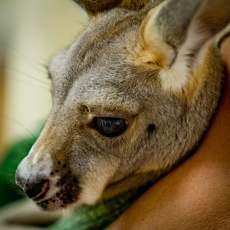 animals_us_1534