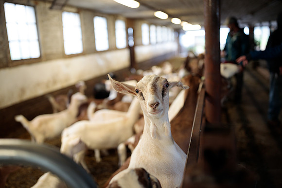 randolphvt1819_trip02_goatfarm_bdf_6203