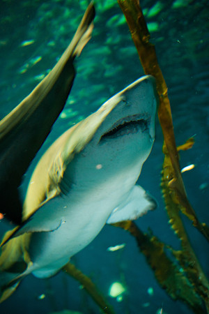 aquarium_ls_mkras_2291