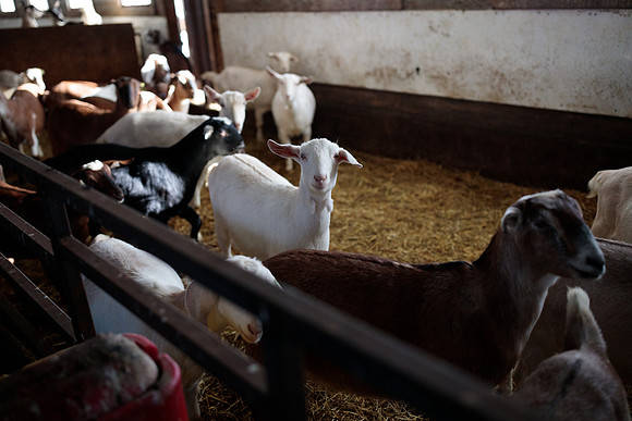 randolphvt1819_trip05_goatfarm_bdf_9575