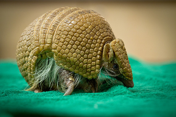 animals_us_1468