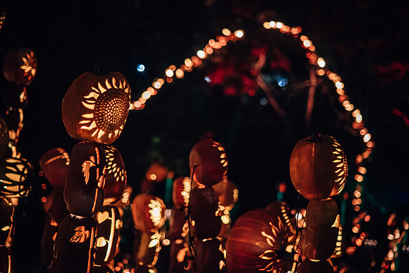 pumpkinblaze17_hp_3544
