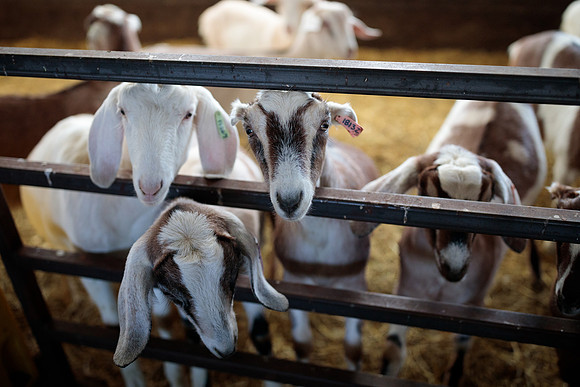 randolphvt1819_trip05_goatfarm_bdf_9583