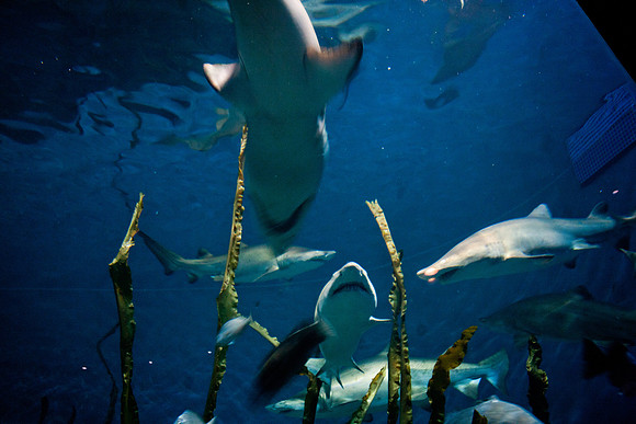aquarium_ls_mkras_2258