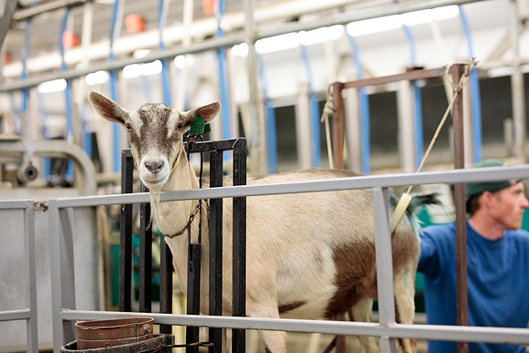 randolphvt1819_trip02_goatfarm_bdf_1614