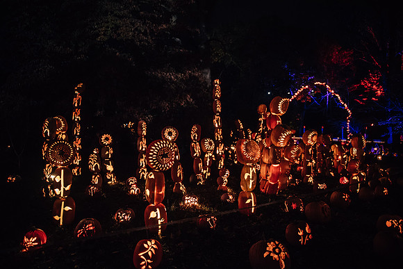 pumpkinblaze17_hp_3764