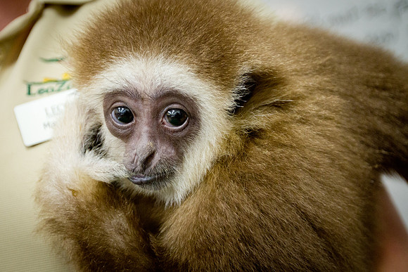 animals_us_1560