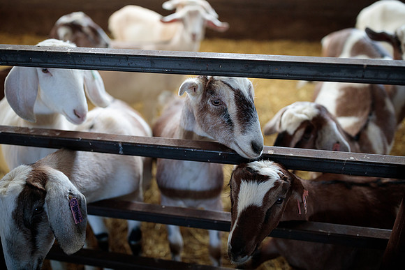 randolphvt1819_trip05_goatfarm_bdf_9581