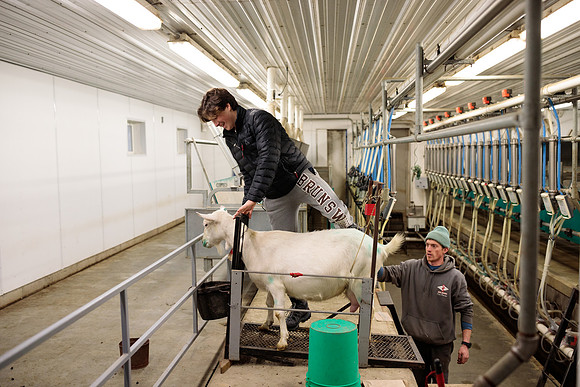 randolphvt1819_trip05_goatfarm_bdf_9363