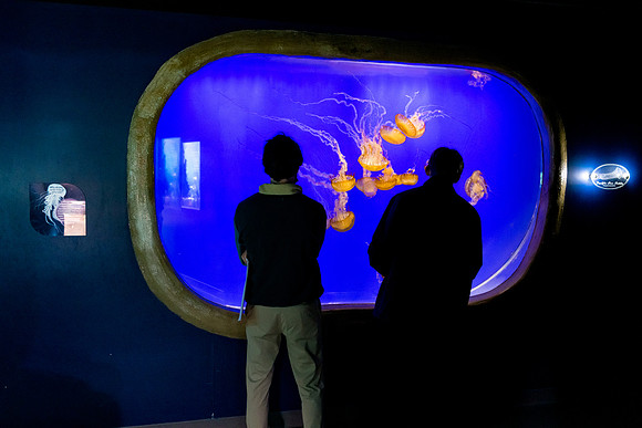 aquarium_us_ah_0010