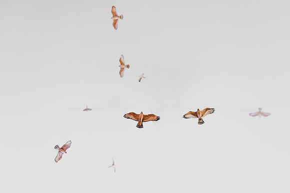 commserv17_audubon_hp_0002