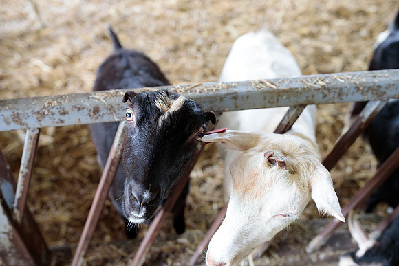 randolphvt1819_trip01_goatfarm_bdf_2128